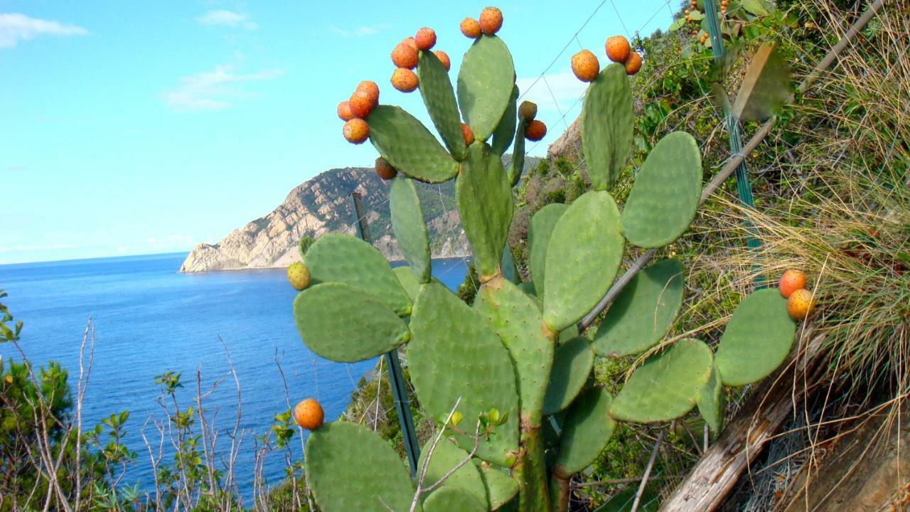 Casa Vacanze Zia Maria Leilighet Vernazza Eksteriør bilde